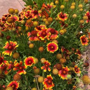 Meet your Posher, Caterina